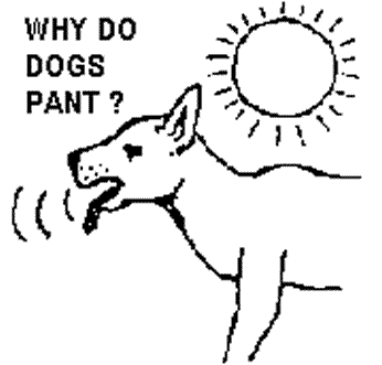 WHY DO DOGS PANT